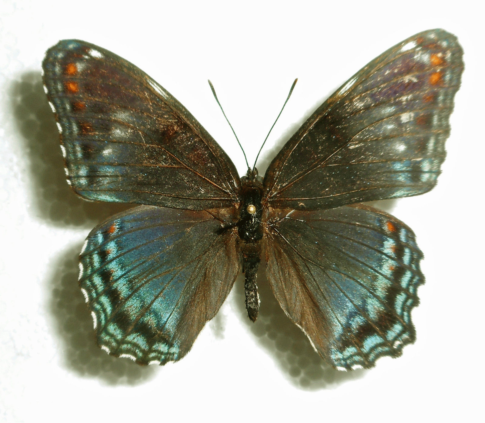 Limenitis arthemis astyanax male (aberrant 2) [Internet image property of respective owner, non commercial use only]